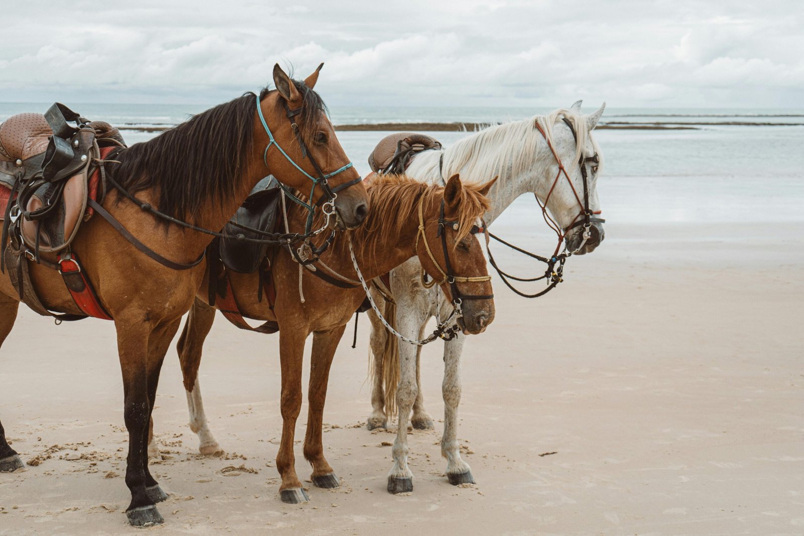 Horse Riding