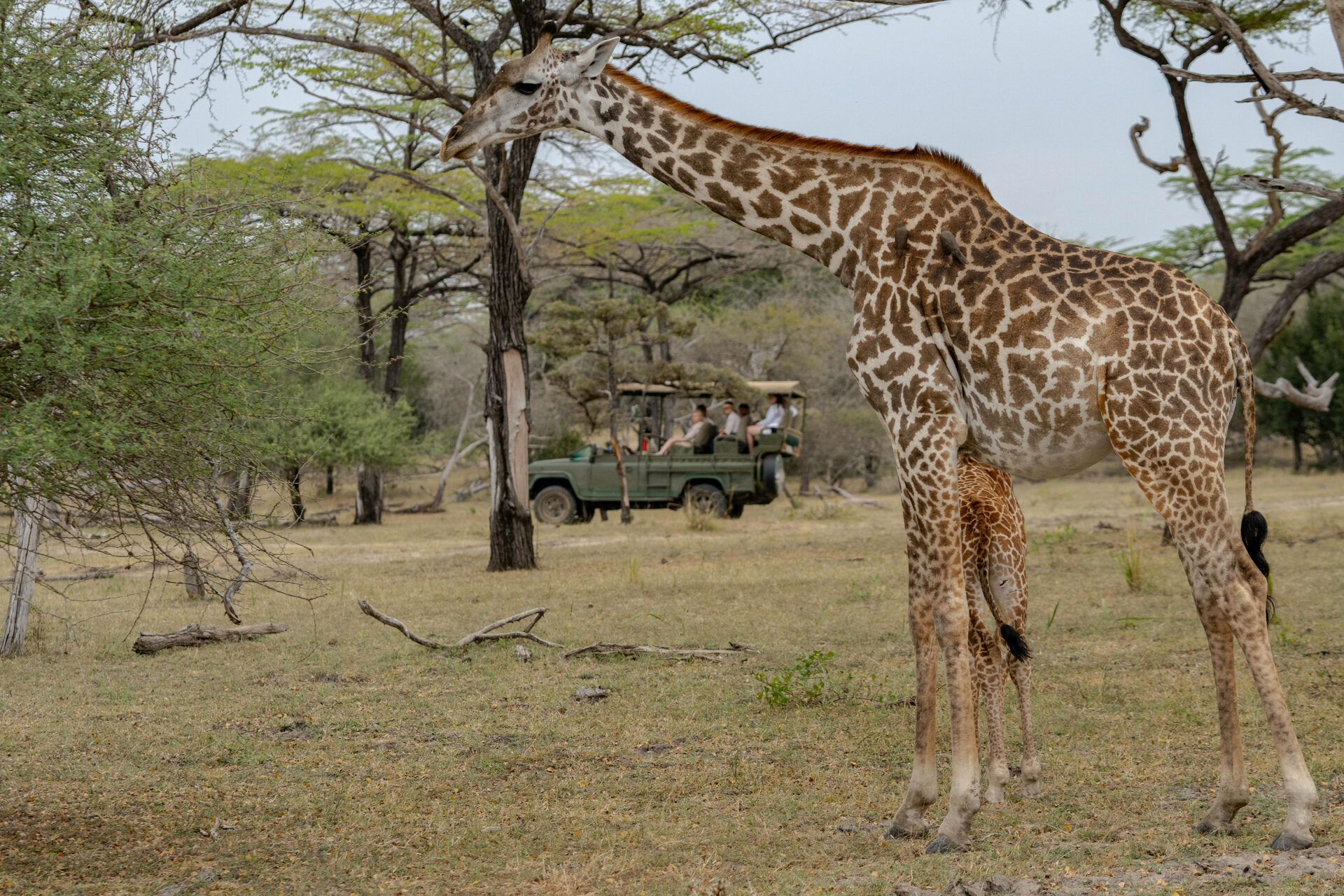 5 Days Northern Circuit Safari